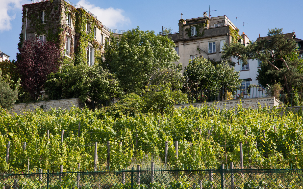 Vignes de Montmartre 