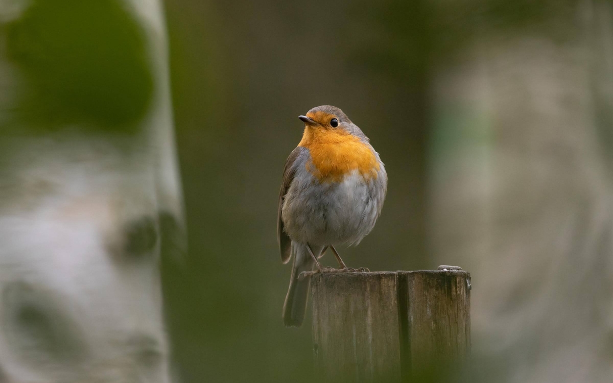 La Ligue pour la protection des oiseaux prend 34 espaces verts parisiens sous
son aile