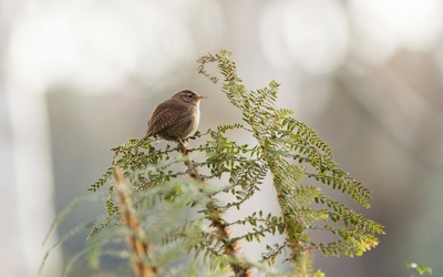 Oiseau troglodyte mignon dans le parc de Bercy 
