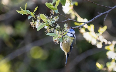 Oiseau mésange bleue au Parc de Bercy 