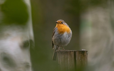 Oiseau rougegorge dans le parc de Bercy 