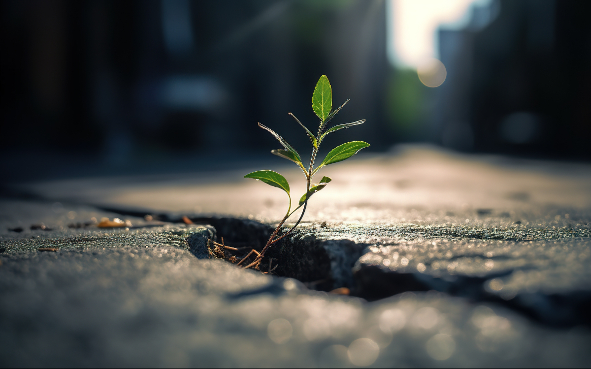 Plante sortant du bitume, symbole de résilience