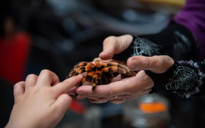 araignée velue