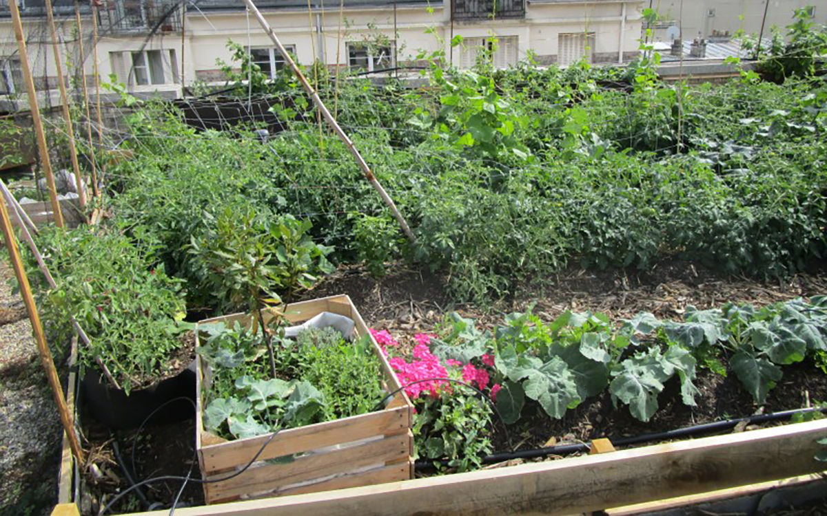 Des ateliers de jardinage gratuits en famille à la Ferme de Paris