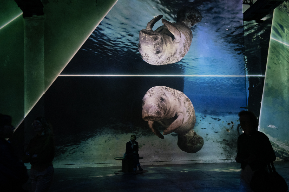 Océans, l'Odysée immersive, à l'Atelier des Lumières (11e). 