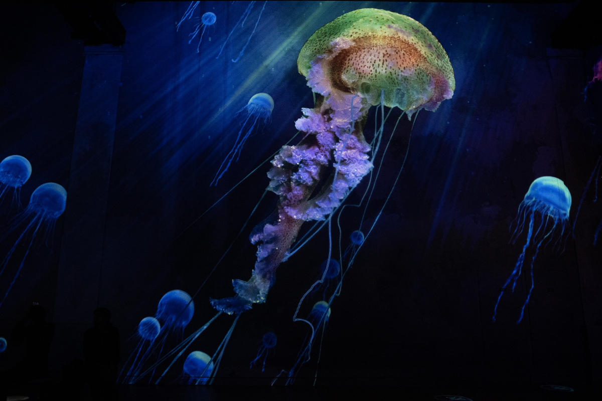 Océans, l'Odysée immersive, à l'Atelier des Lumières (11e). 