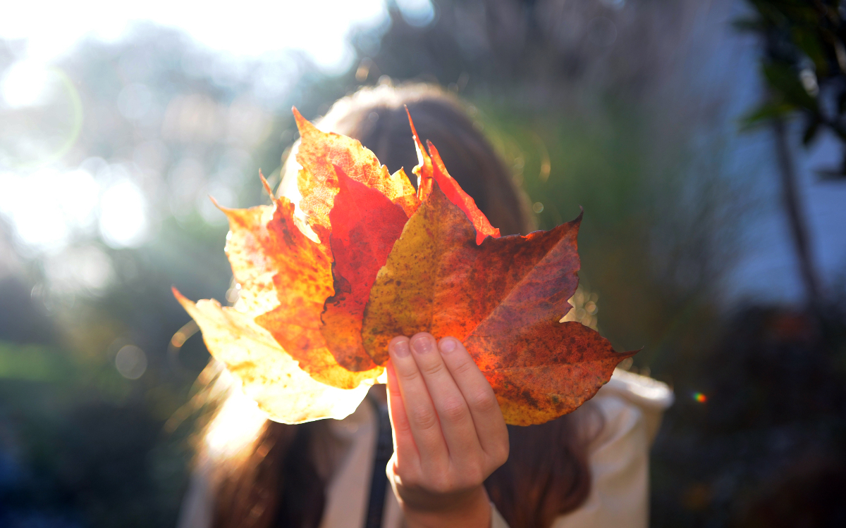 Une enfant portant dans ses main une feuille de vigne vierge aux couleurs d'automne.