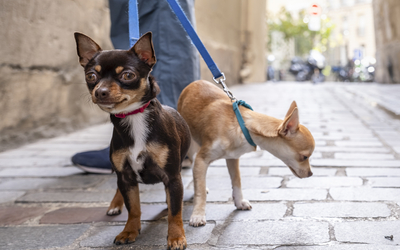 Personne promenant ses chiens dans les rues de Paris.