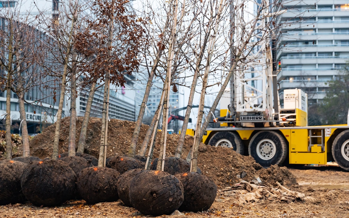 Plus de 450 arbres, provenant du centre de production horticole de Rungis, vont être plantés place de Catalogne.