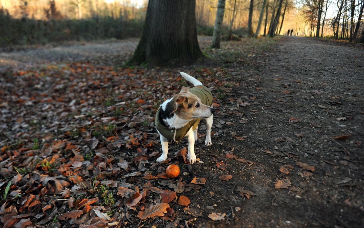 Un chien dans la forêt.