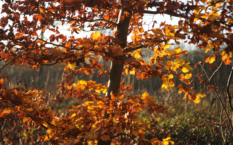 Feuilles d'automne dans la forêt.