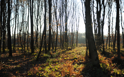 La forêt aux couleurs d'automne. 