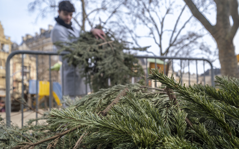 Point de collecte de sapins de Noël