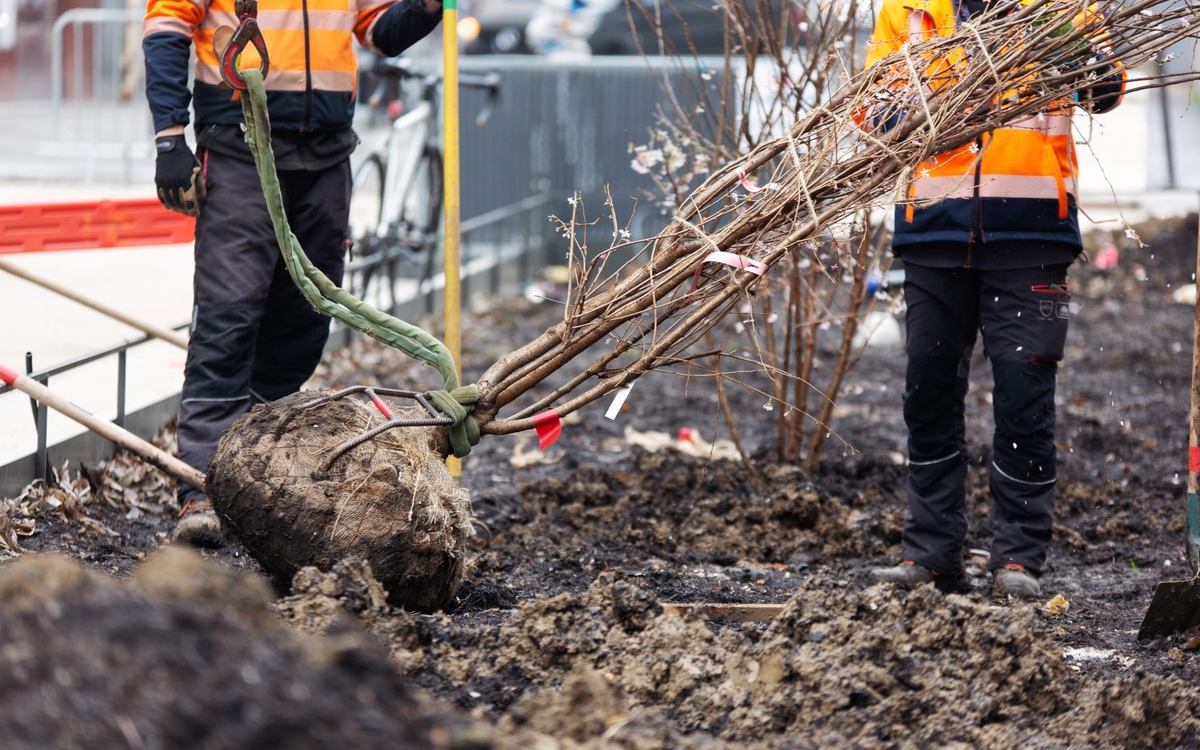replantation sur la voie publique