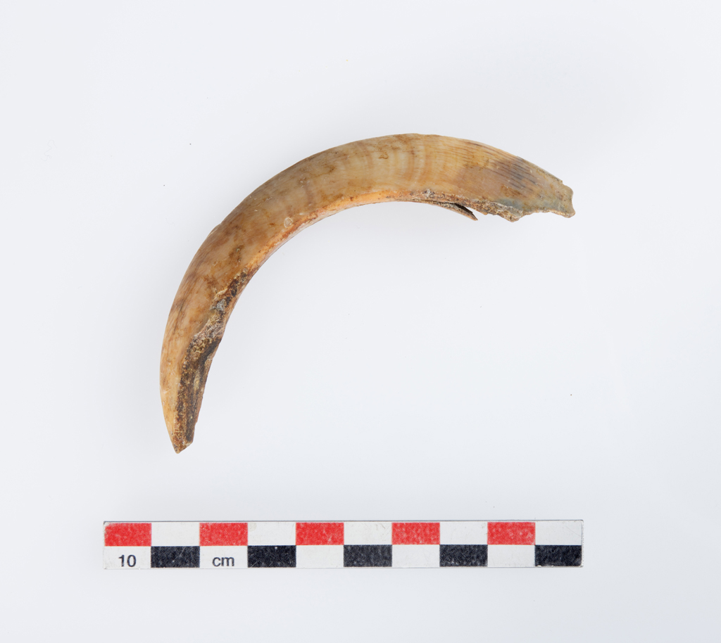 Croc de sanglier (collection archéologique)