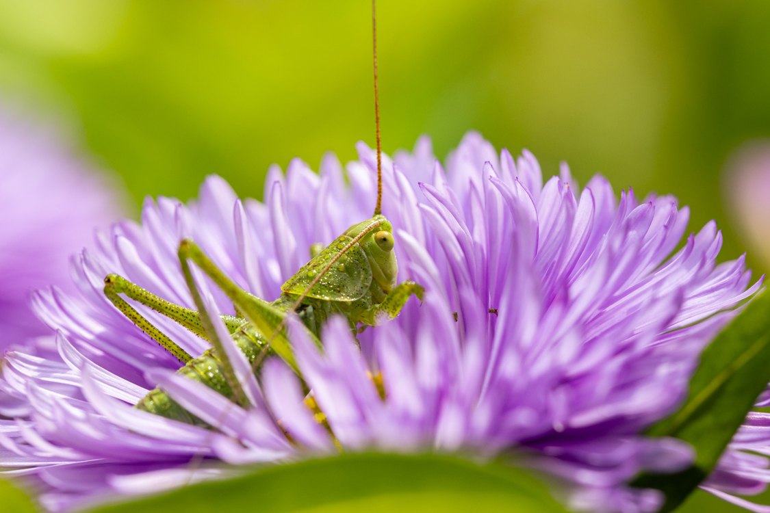 Une sauterelle verte dans une fleur violette dans la roseraie du parc de Bagatelle. 