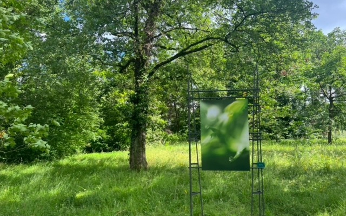 photo du parc de Bagatelle