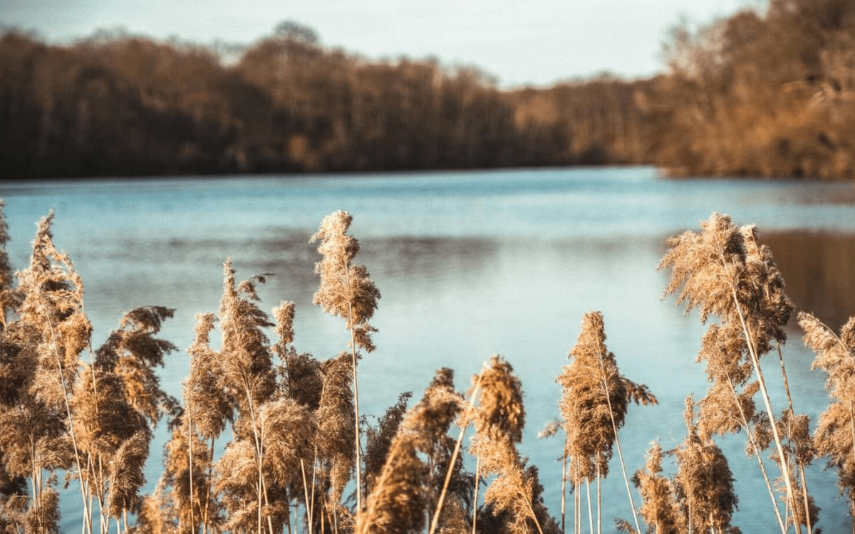 herbes de pampas devant la Seine