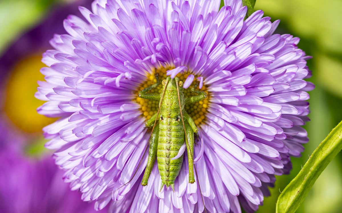 Un sauterelle posée sur une fleur violette
