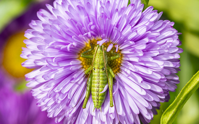 Un sauterelle posée sur une fleur violette