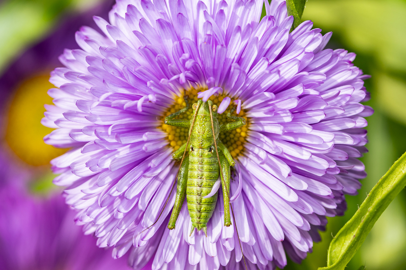 Un sauterelle posée sur une fleur violette
