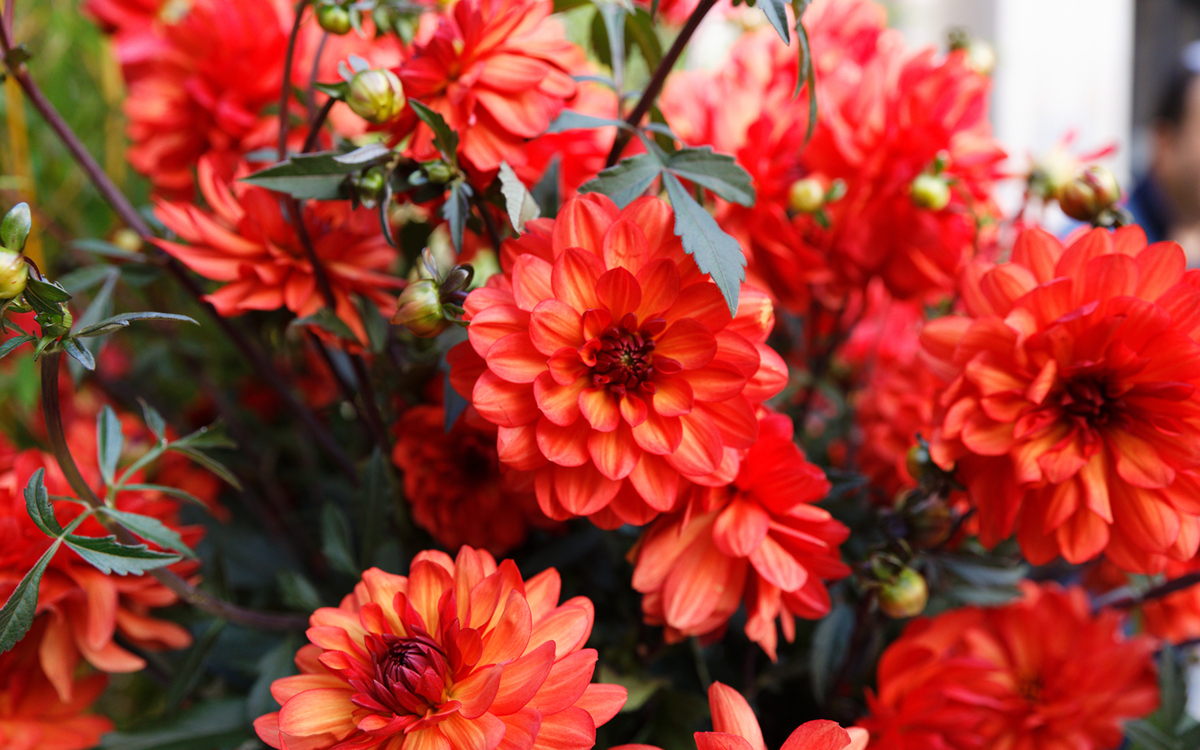 50,000 new dahlias created for the Paris 2024 Games - Ville de Paris