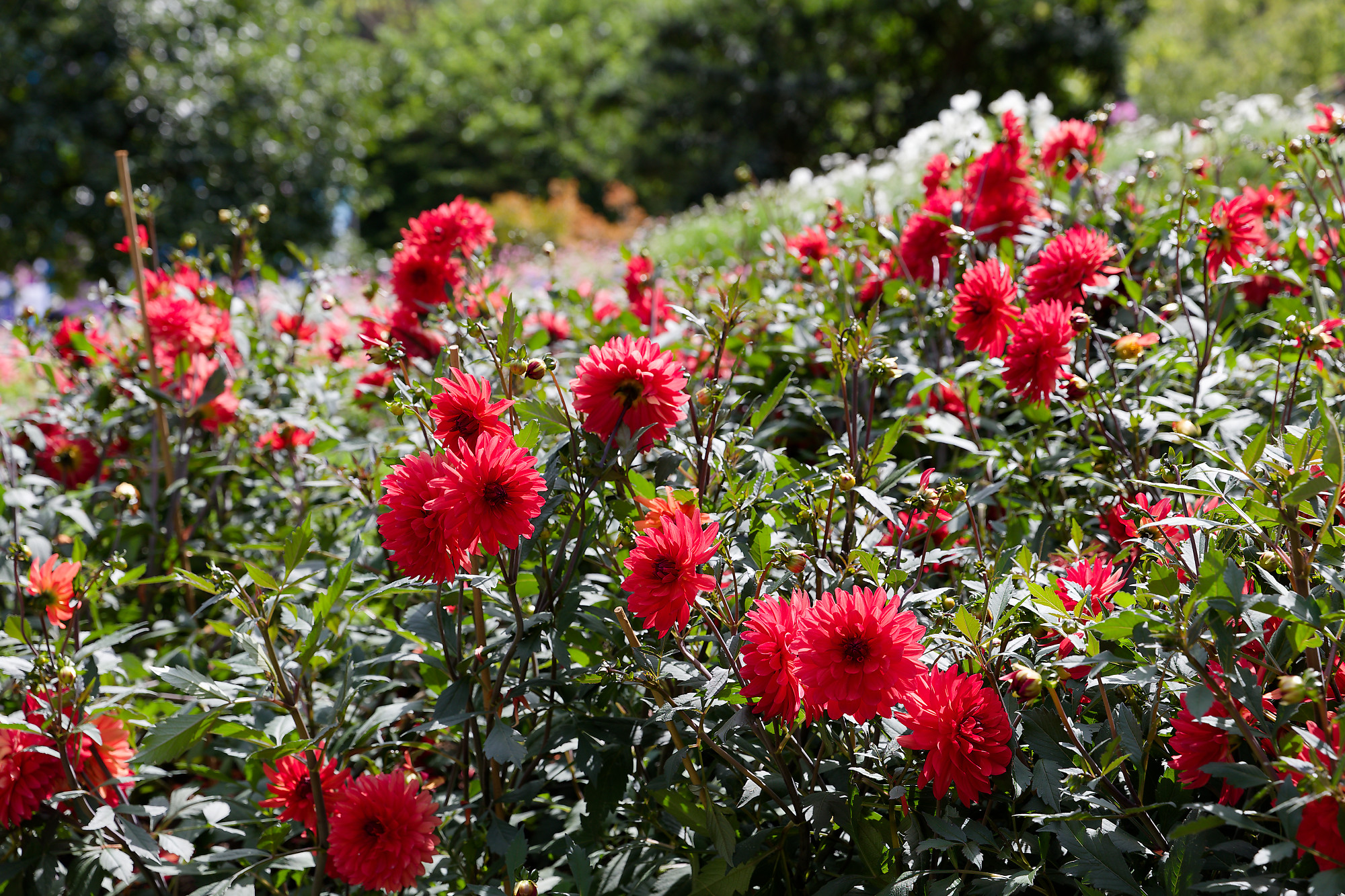 massif de dahlias