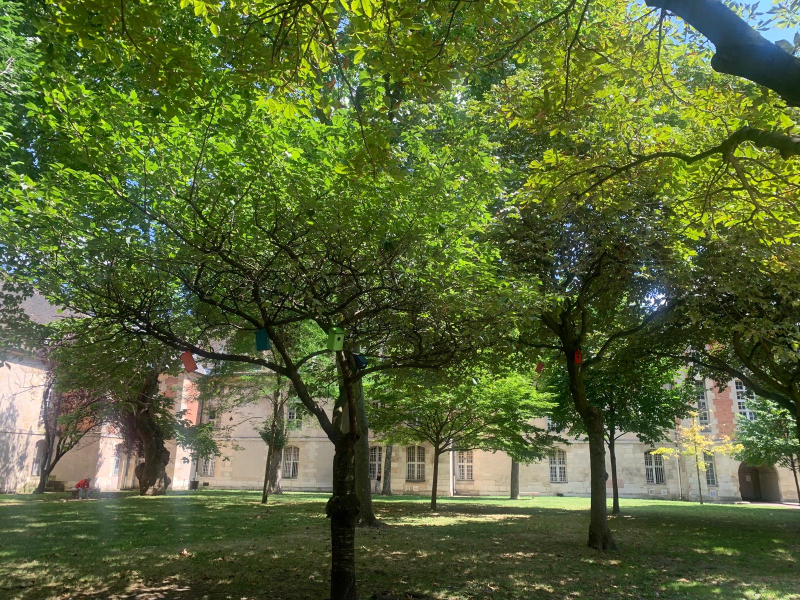 Îlot de fraîcheur ombragé au sein de l'hôpital Saint-Louis