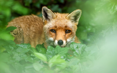 photo-renard