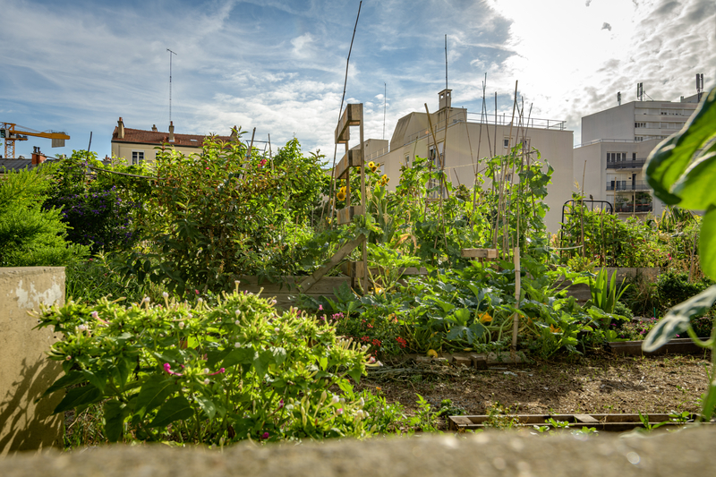 Le Budget Participatif a permis la création d'un potager sur la dalle des Olympiades, dans le 13e arrondissement