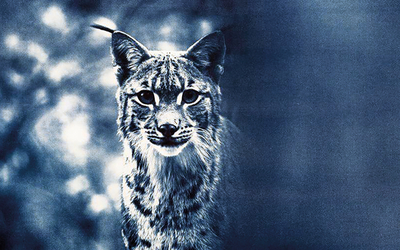 Lynx dans une forêt en cyanotype bleu de prusse 