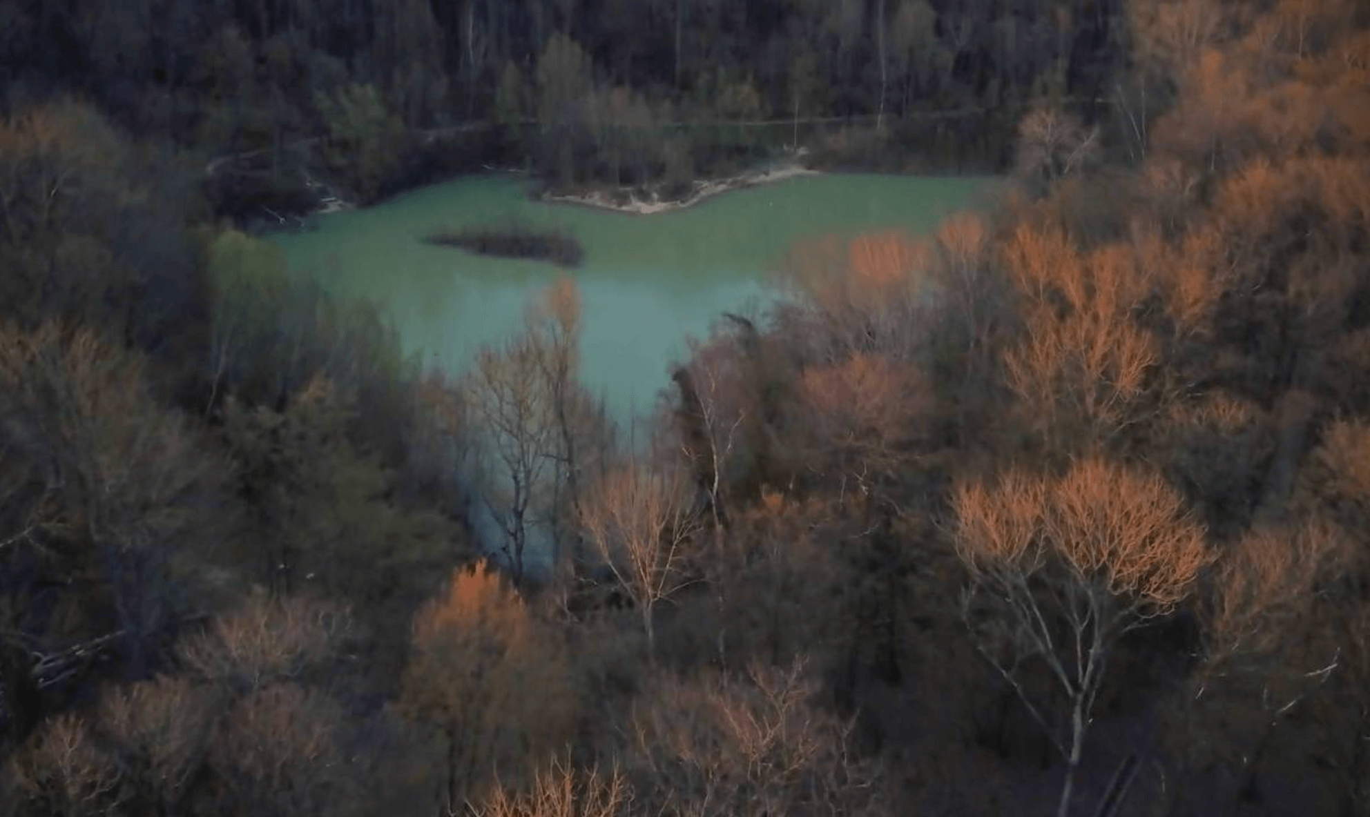 photo d'une forêt en automne