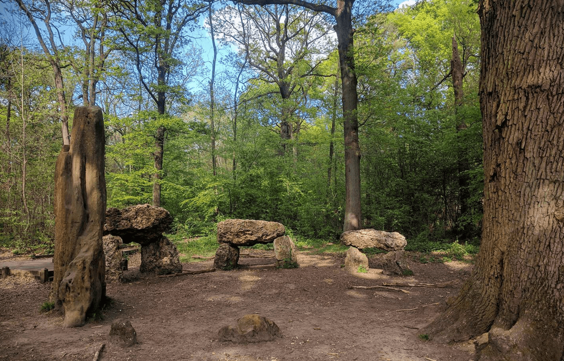 photo d'arbres dans la forêt