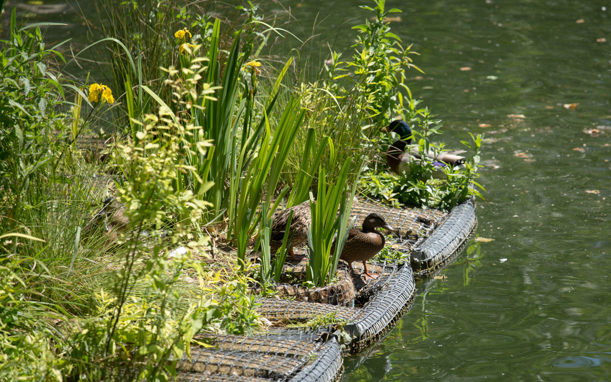 Radeau végétalisé sur le canal saint martin