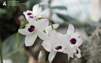 des orchidées blanches sur un  fond flouté