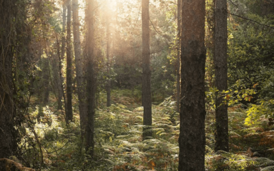 photo d'une forêt brumeuse