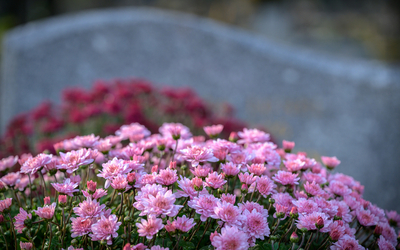 Chrysanthèmes rose devant une stèle grise