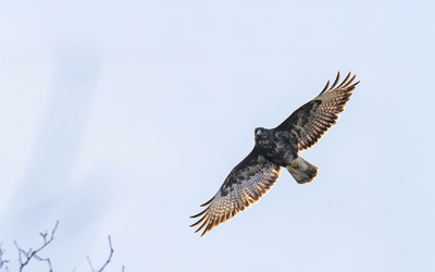 Buse variable "Buteo buteo"