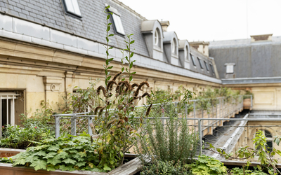 Vue sur le toit végétalisé Roofscapes de l'Académie du Climat (Paris Centre).