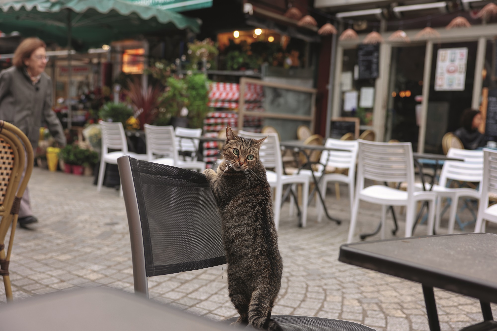 Un chat dans une rue commerçante