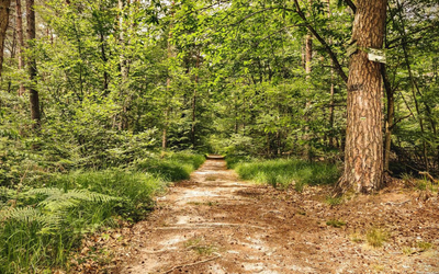Paysage de forêt
