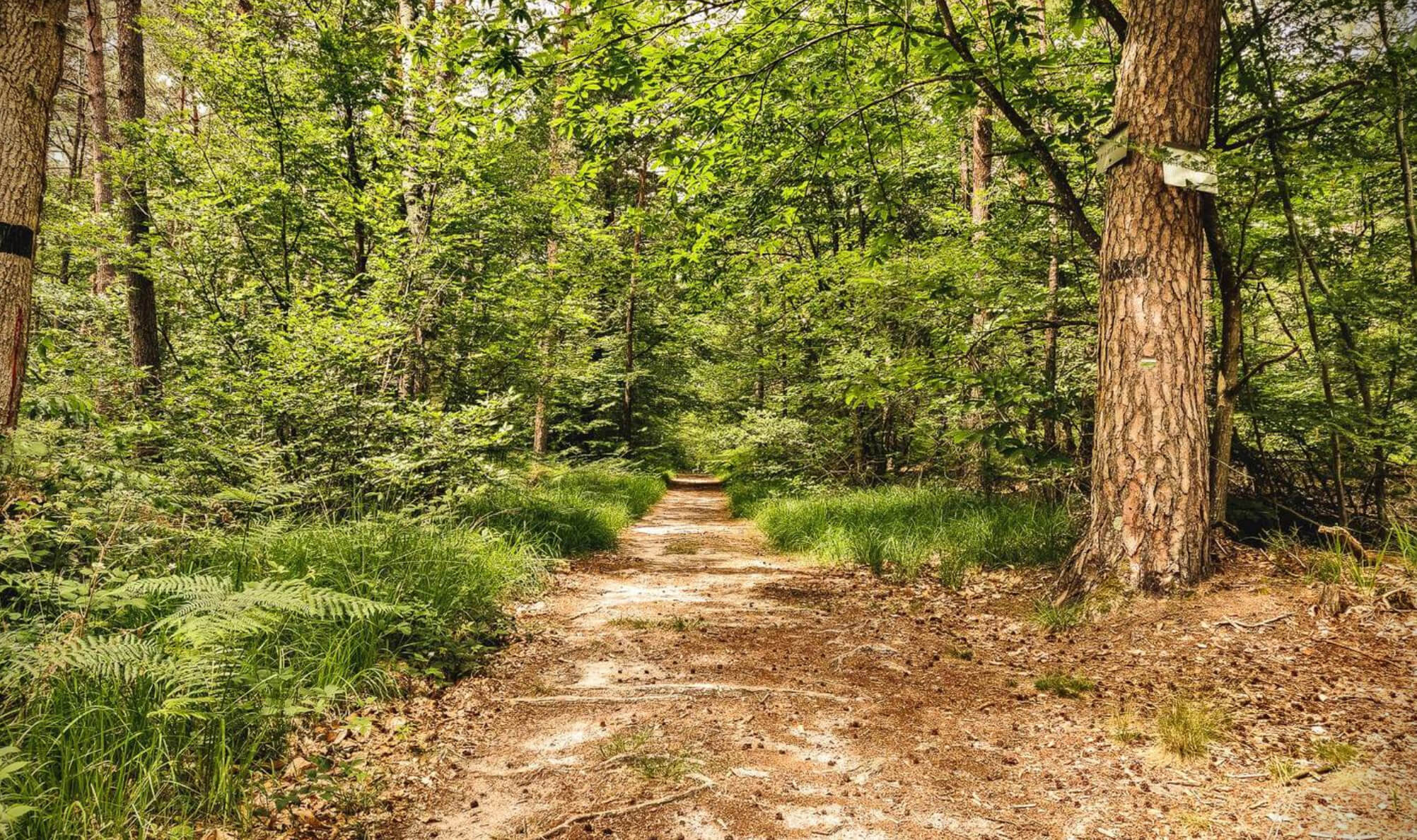 Paysage de forêt