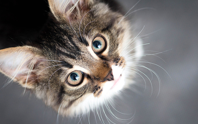 Chat santé