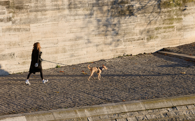 Une personne promène son chien sur les quais de Seine.