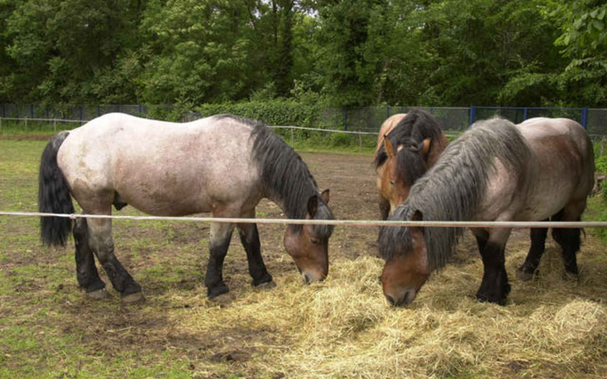Trois Chevaux  mangeant du foin dans un pré 