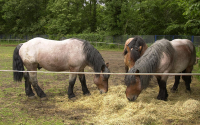 Trois Chevaux  mangeant du foin dans un pré 