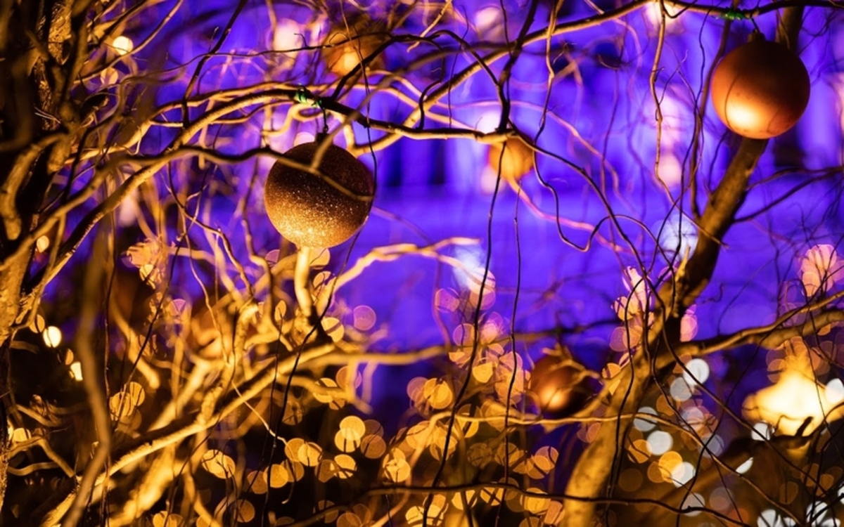 Arbres décorés pour Noël avec l'hôtel de ville en fond 