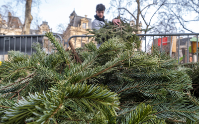 Branches de sapins