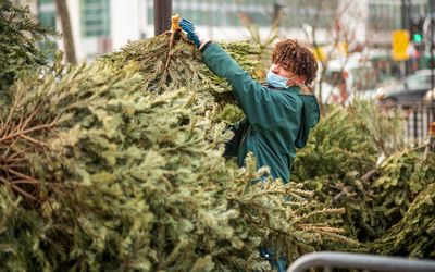 Recyclage des sapins