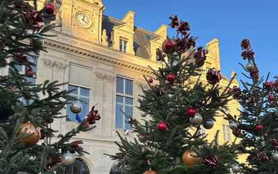 Sapins sur le parvis de la Mairie